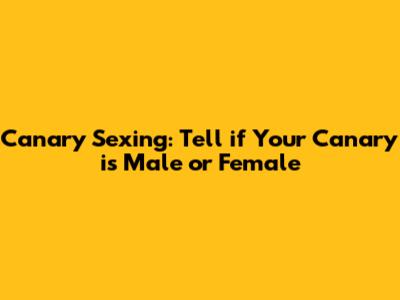 Canary Sexing: Tell if Your Canary is Male or Female