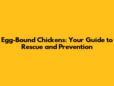 Egg-Bound Chickens: Your Guide to Rescue and Prevention