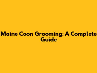 Maine Coon Grooming: A Complete Guide