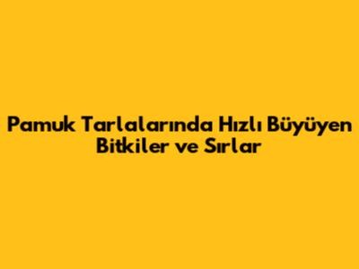 Pamuk Tarlalarında Hızlı Büyüyen Bitkiler ve Sırlar